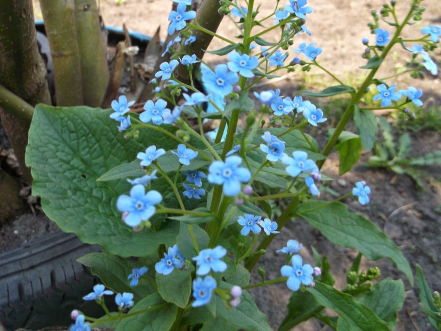 Бруннера Сибирская Brunnera sibirica