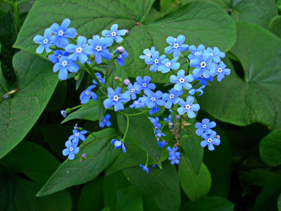 Бруннера Сибирская Brunnera sibirica