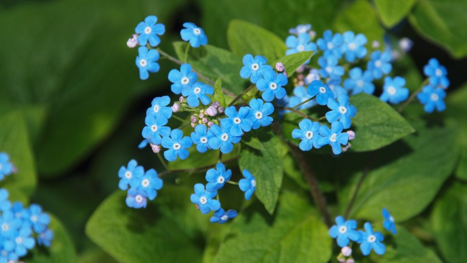 Бруннера крупнолистная (Brunnera macrophylla)