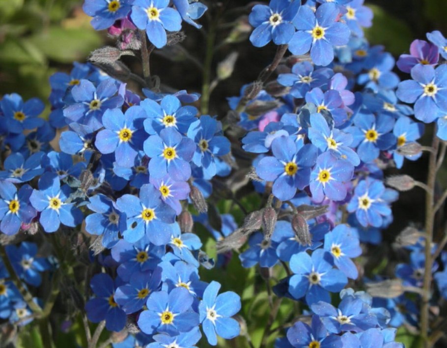 Бруннера крупнолистная Незабудочник