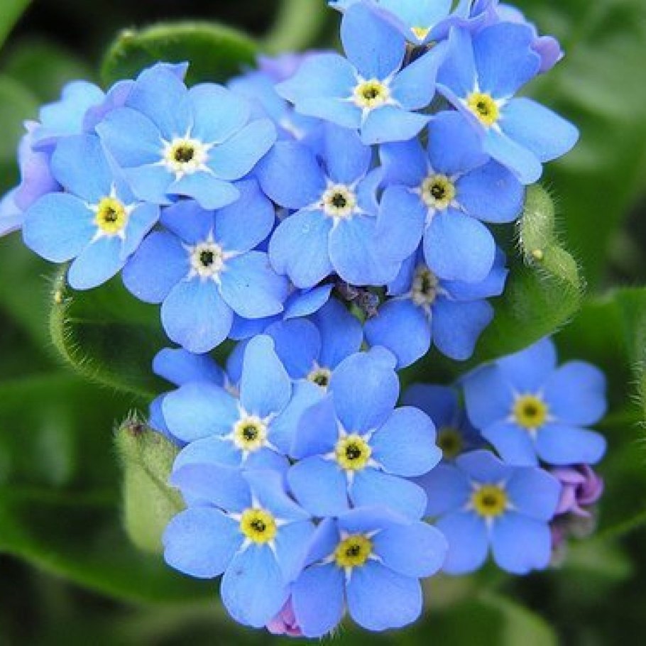 Бруннера крупнолистная в клумбе