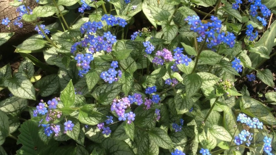 Brunnera macrophylla
