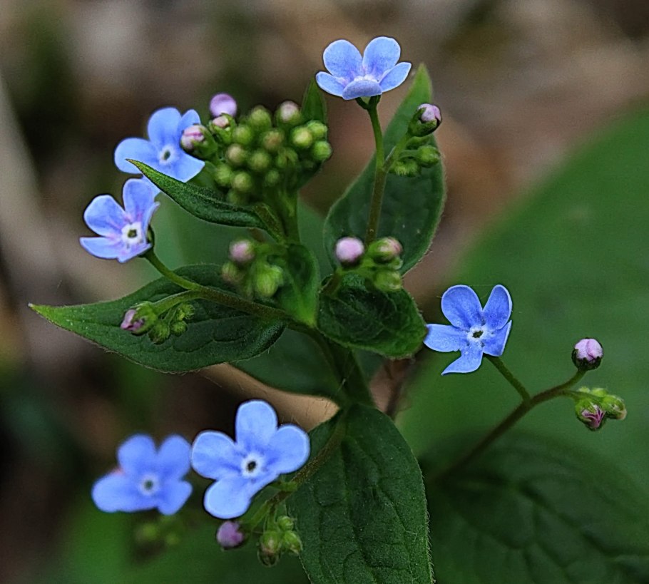 Бруннера Сильвер Харт