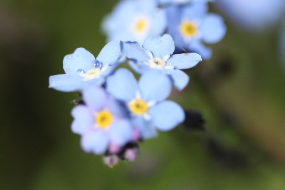 Brunnera macrophylla