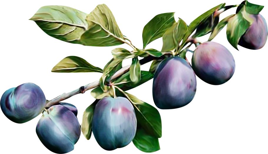 Слива канадская венгерка Уральская