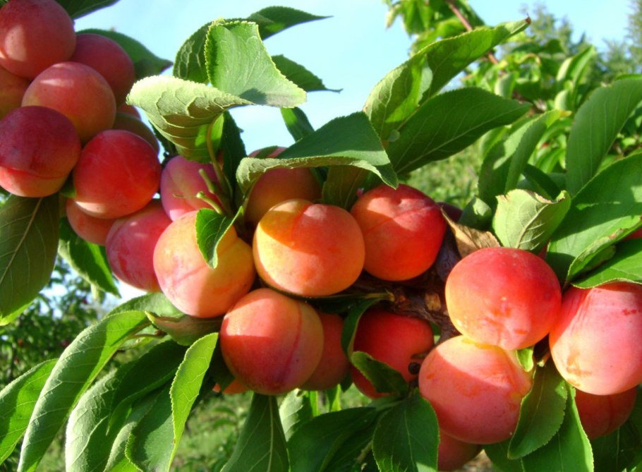 Слива венгерка Корнеевская