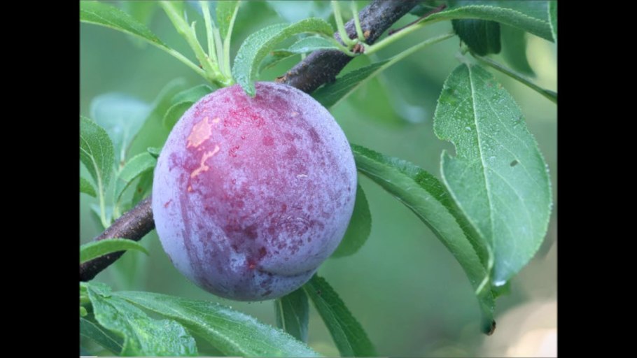 Белый налет на плодах сливы