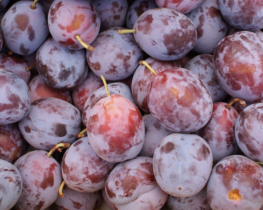 Слива алая заря