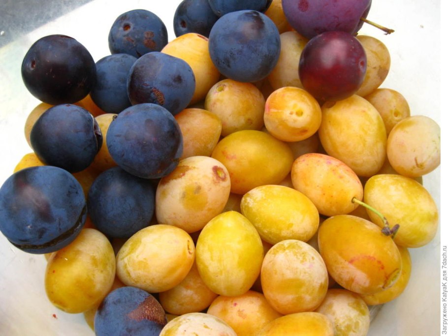 Слива сезонная