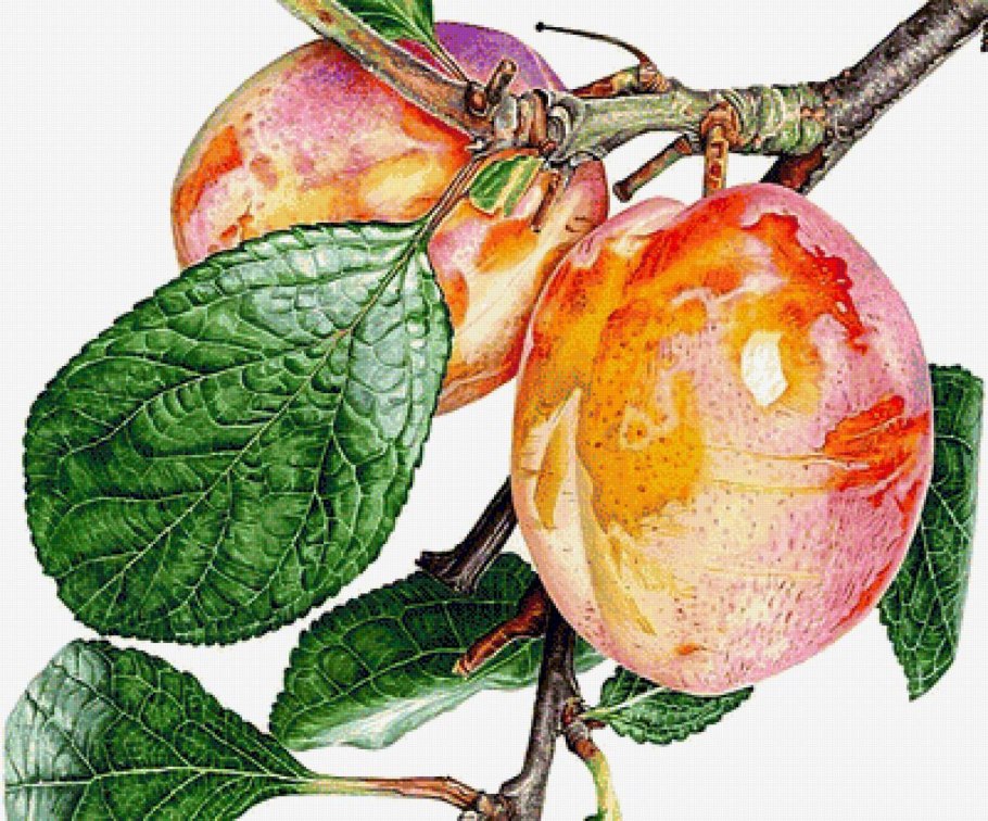 Слива сорт испанка