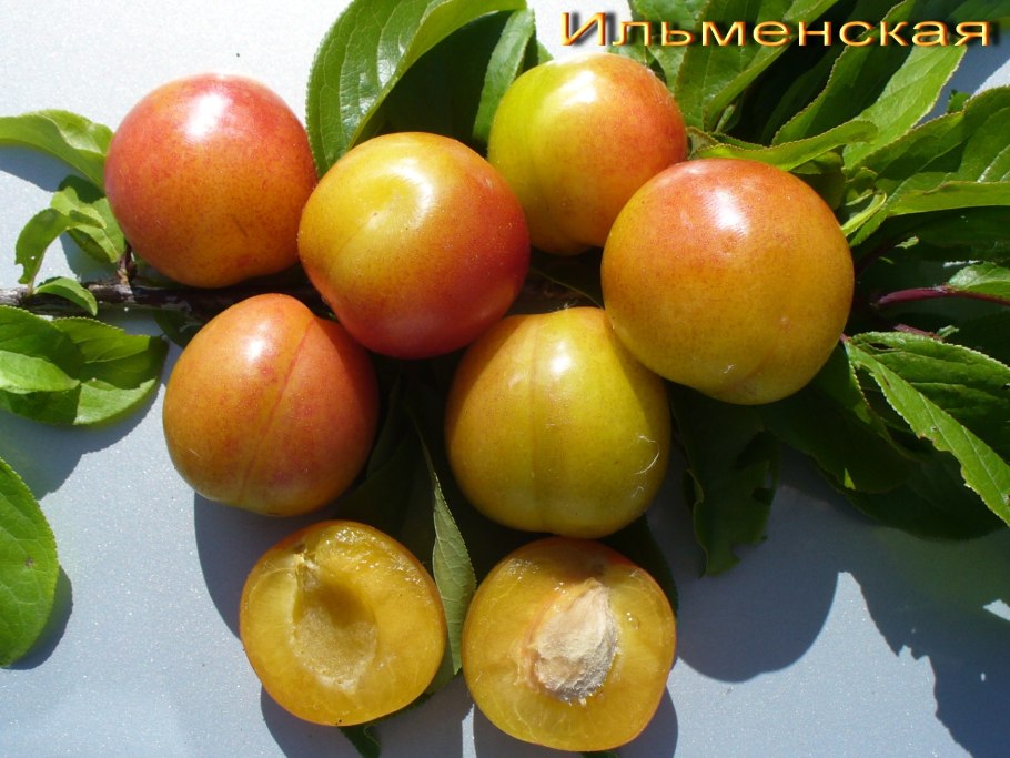 Алыча Любинария