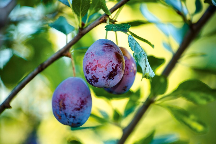 Алыча Нектаринная ароматная