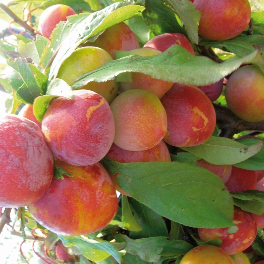 Слива Ренклод Тамбовский