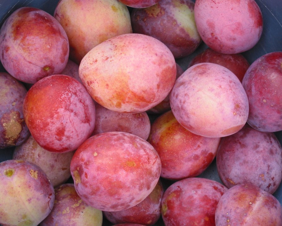 Слива растет на дереве