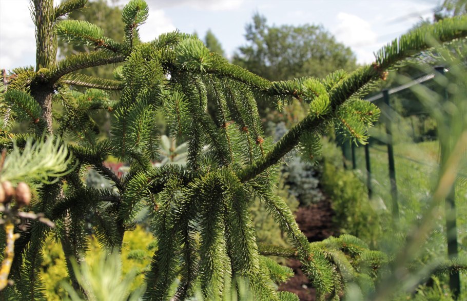 Picea Abies Cranstonii