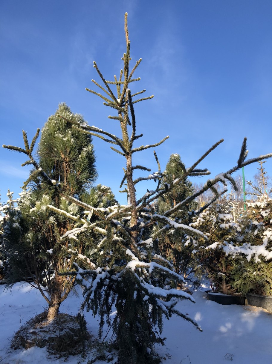 Picea Abies (ель обыкновенная) 'virgata'
