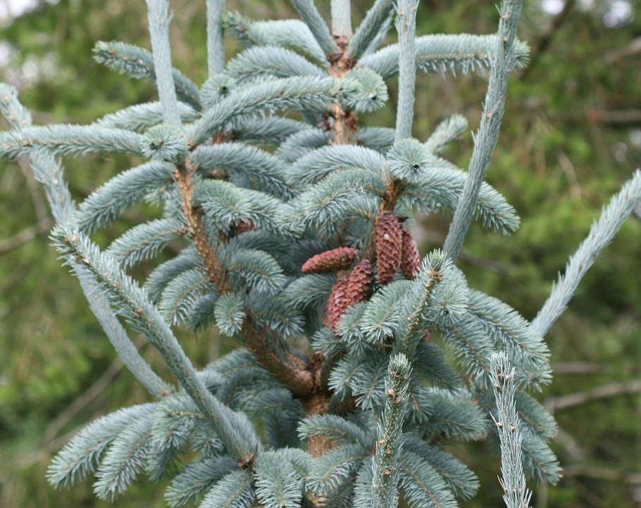 Picea Abies 'Velopoli'