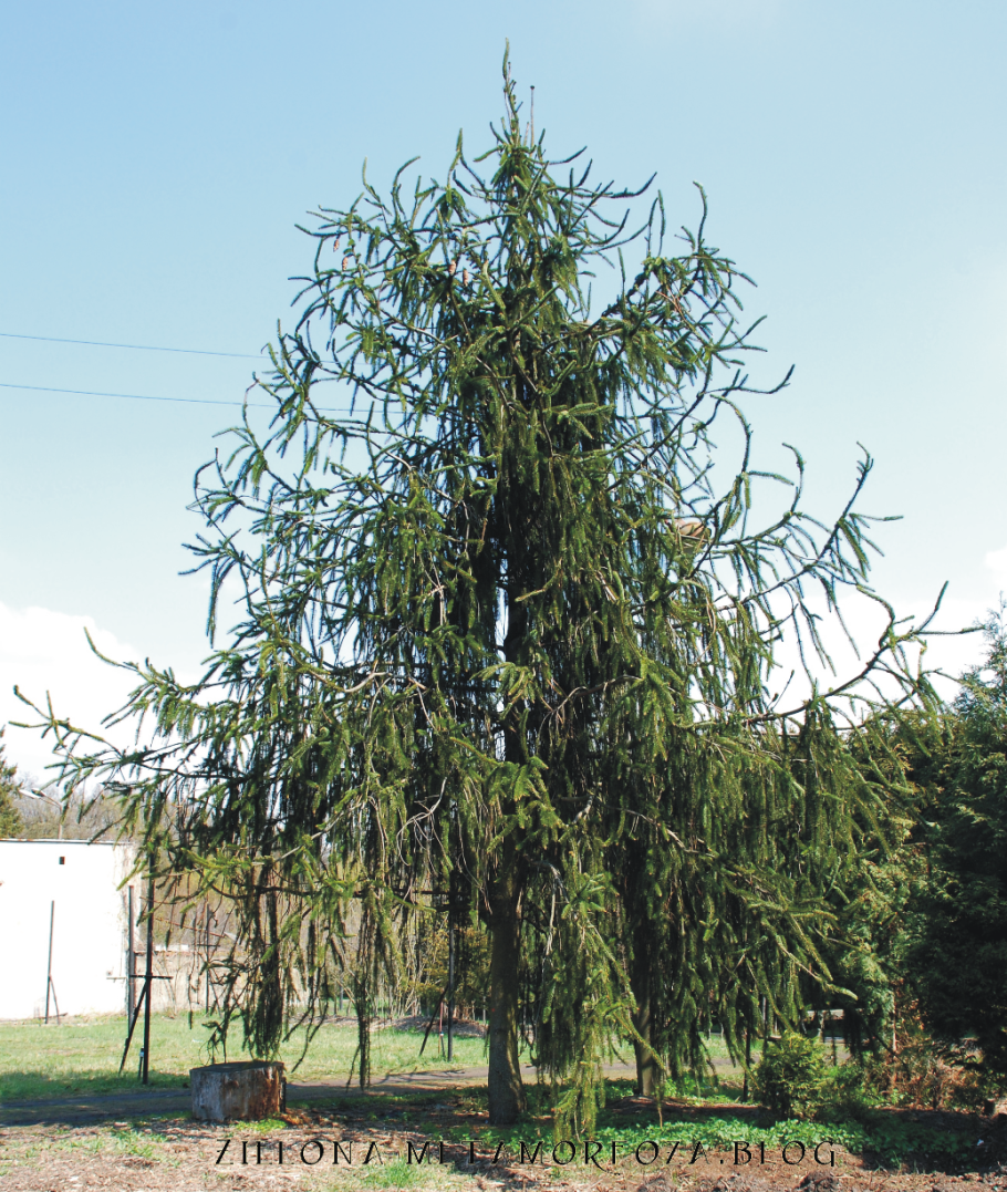 Picea engelmannii 'virgata'