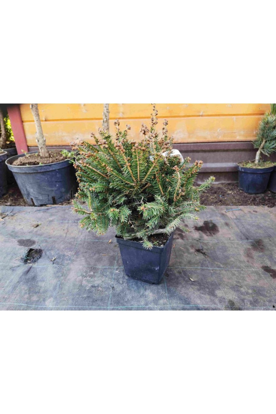 Пихта Picea Abies