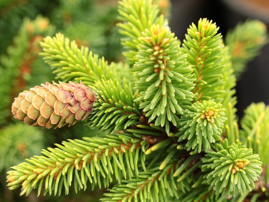 Triumph Tree ель Оливия 1.55