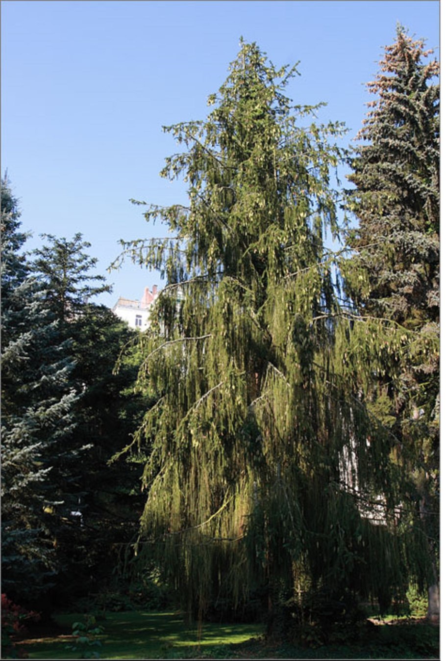 Ель обыкновенная virgata Виргата