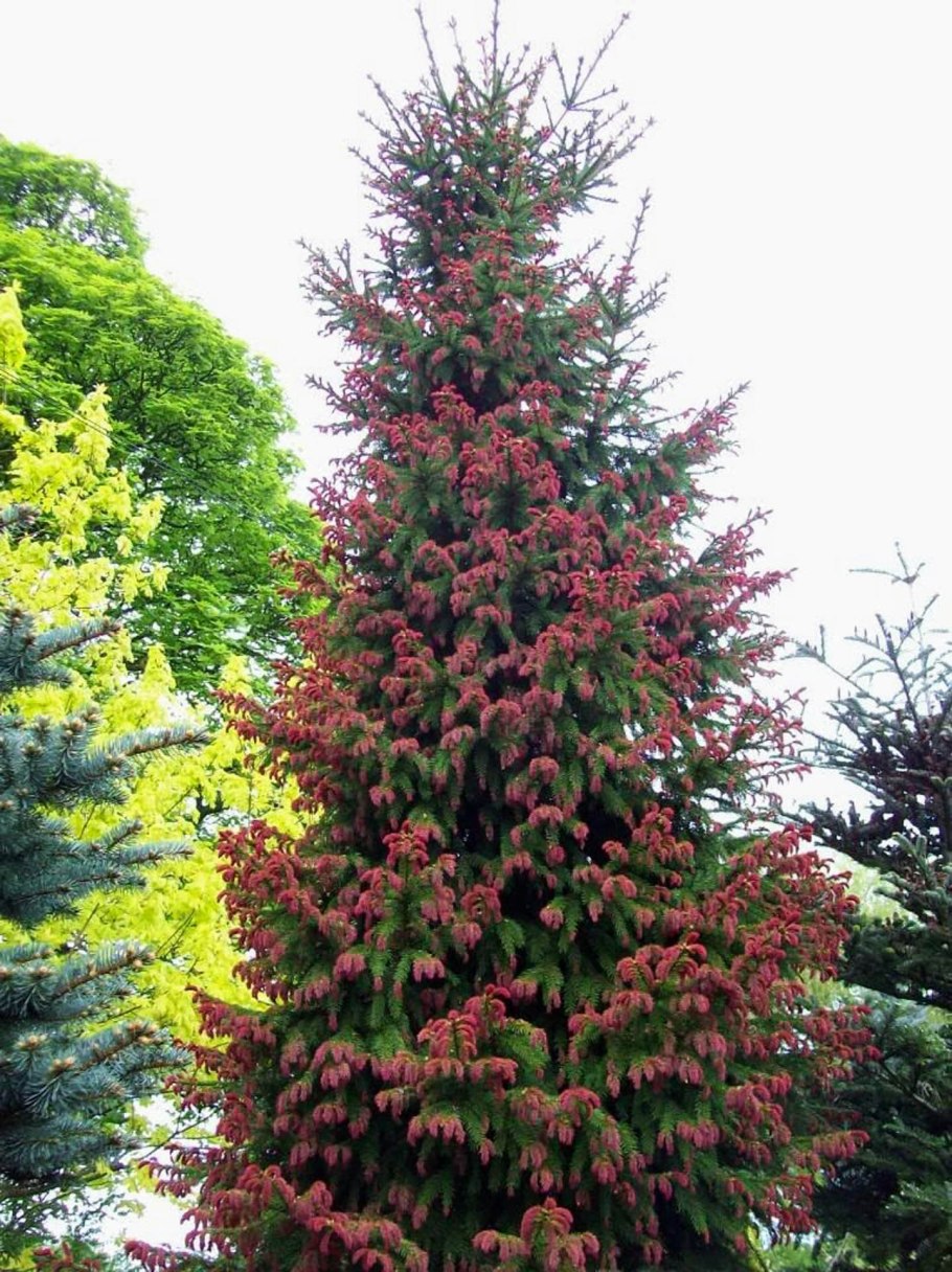 Picea Abies (Norway Spruce