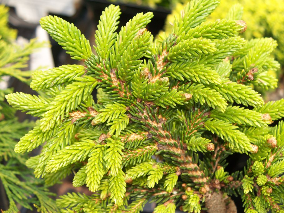 Picea Abies 'Dablice'