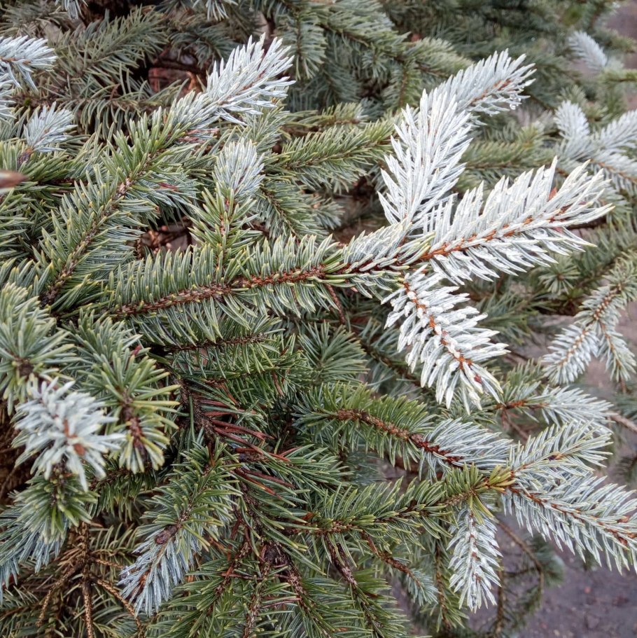Picea pungens (ель колючая) 'koster'