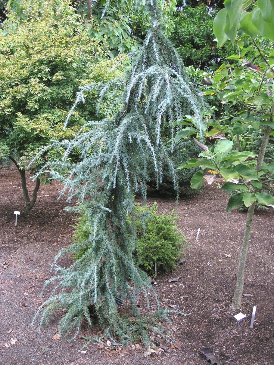 Picea Abies 'viminalis'
