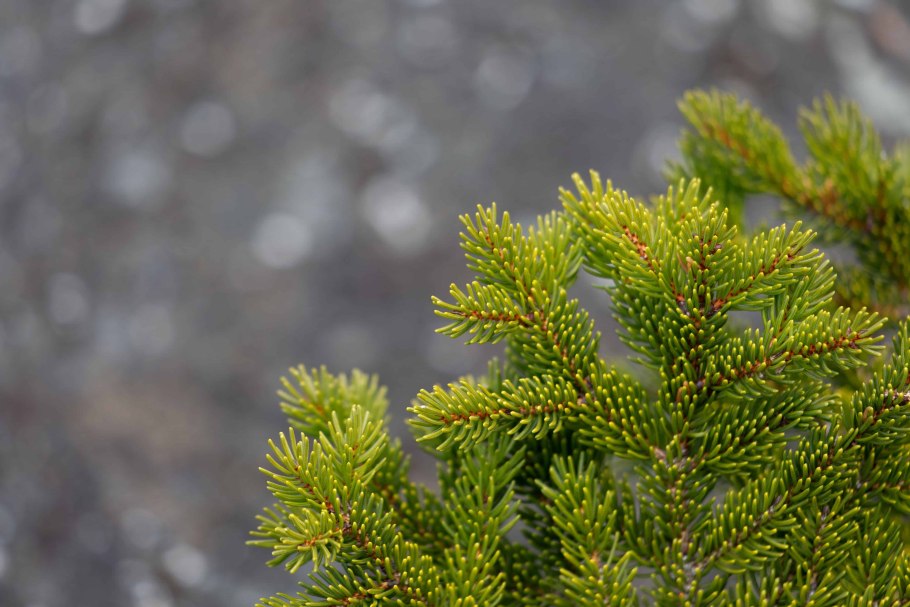Хвойное растение Picea
