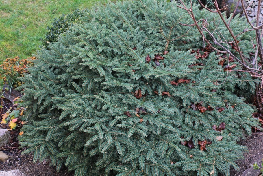 Abies nordmanniana побег