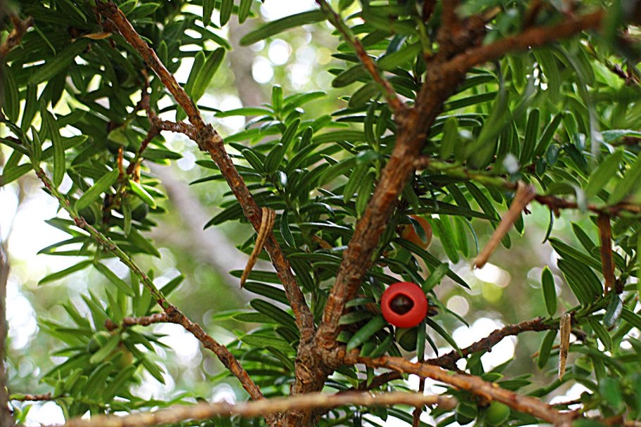 Тис ягодный Taxus baccata