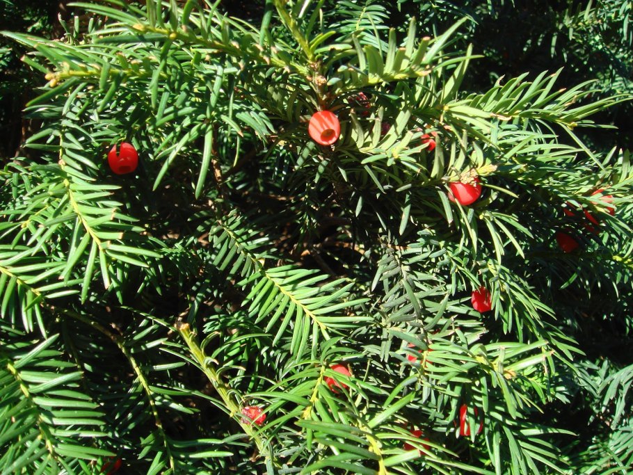 Taxus baccata куст