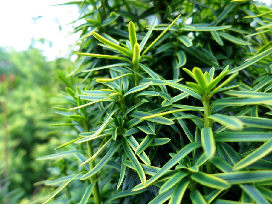 Дерево тис голубой