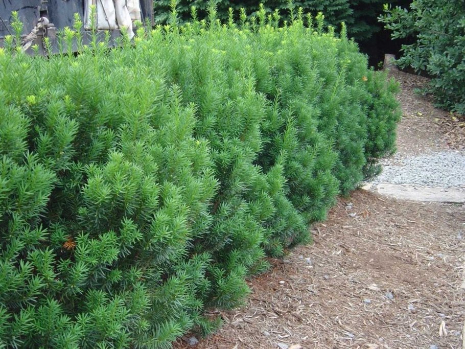 Тисс (Taxus)