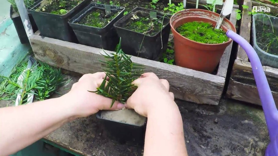 Тисс ягодный (Taxus baccata