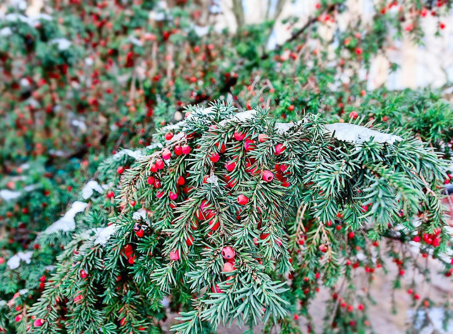 Тисс ягодный Элегантиссима
