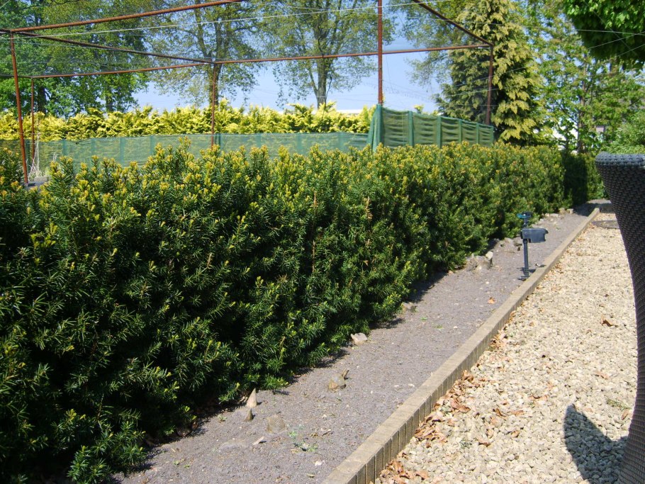 Тис хвойное дерево