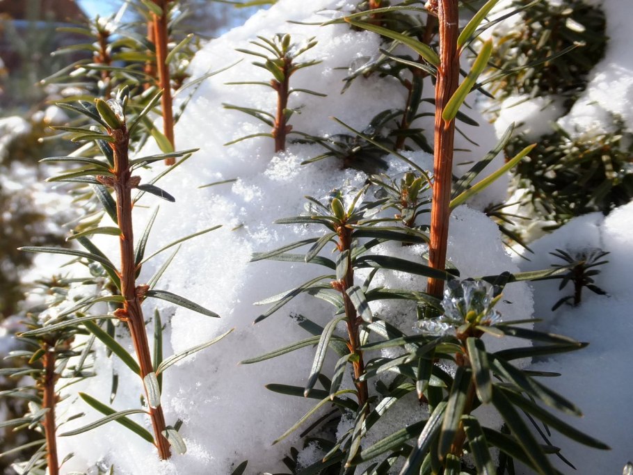 Тис вечнозеленый