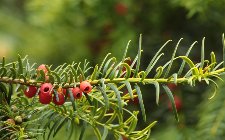 Тис остроконечный тис Дальневосточный