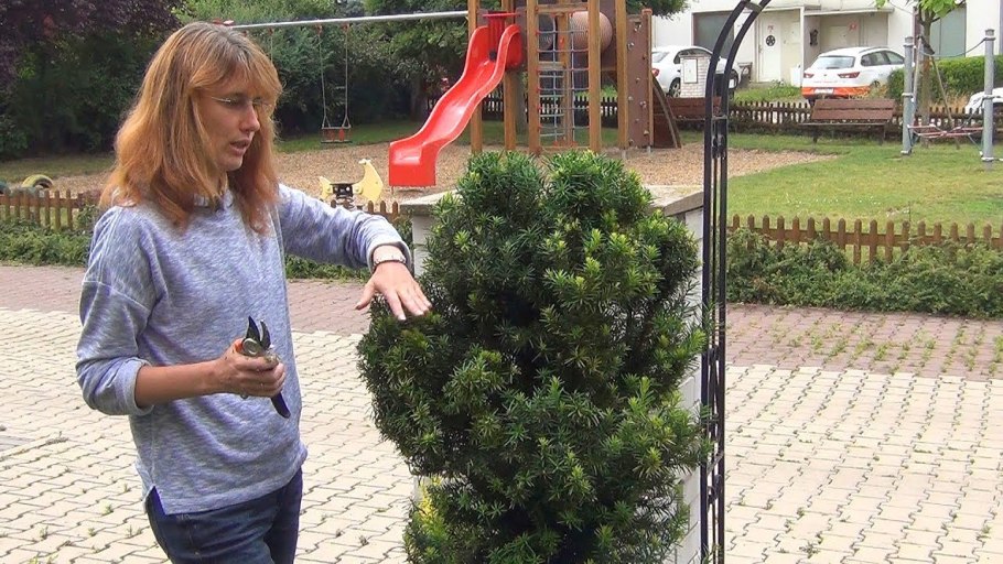 Тис средний Хикси (Taxus Media Hicksii)