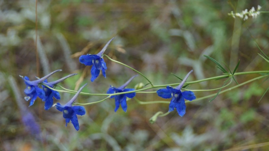 Delphinium cuneatum