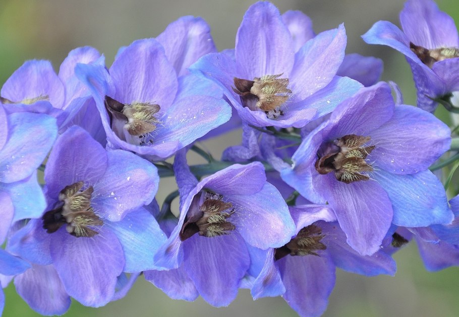 Живокость Полевая (Сокирки)