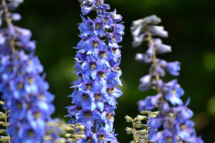 Дельфиниум Элатум Донна