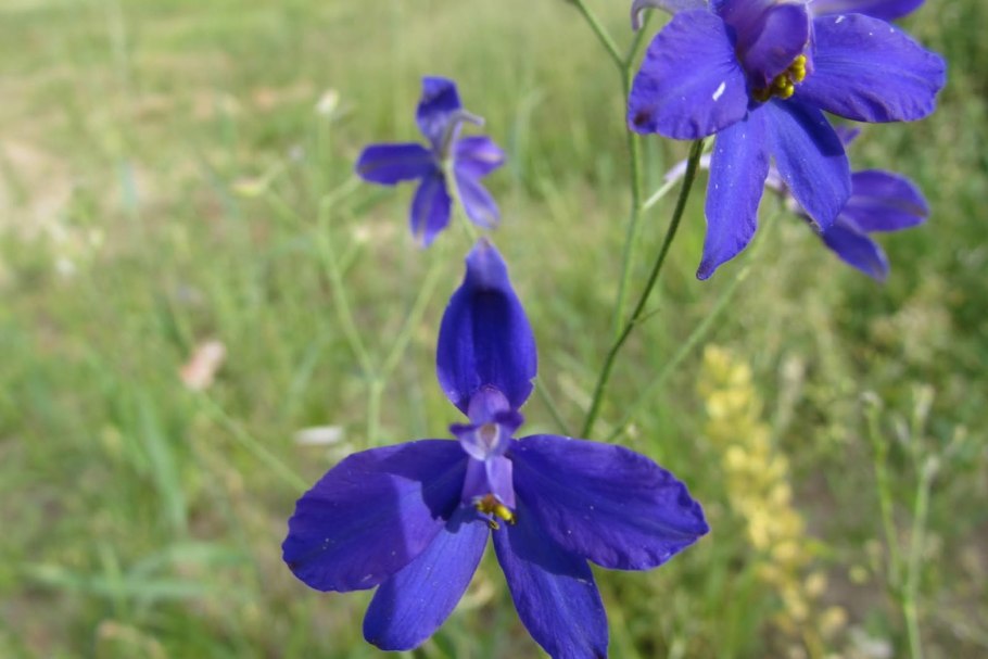 Дельфиниум синий