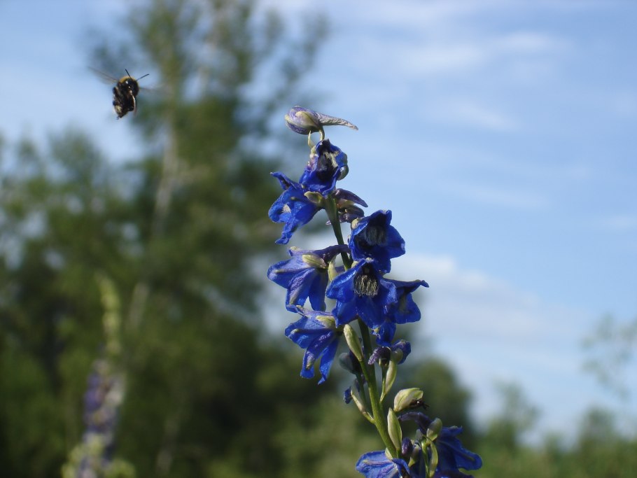 Живокость Алтайская