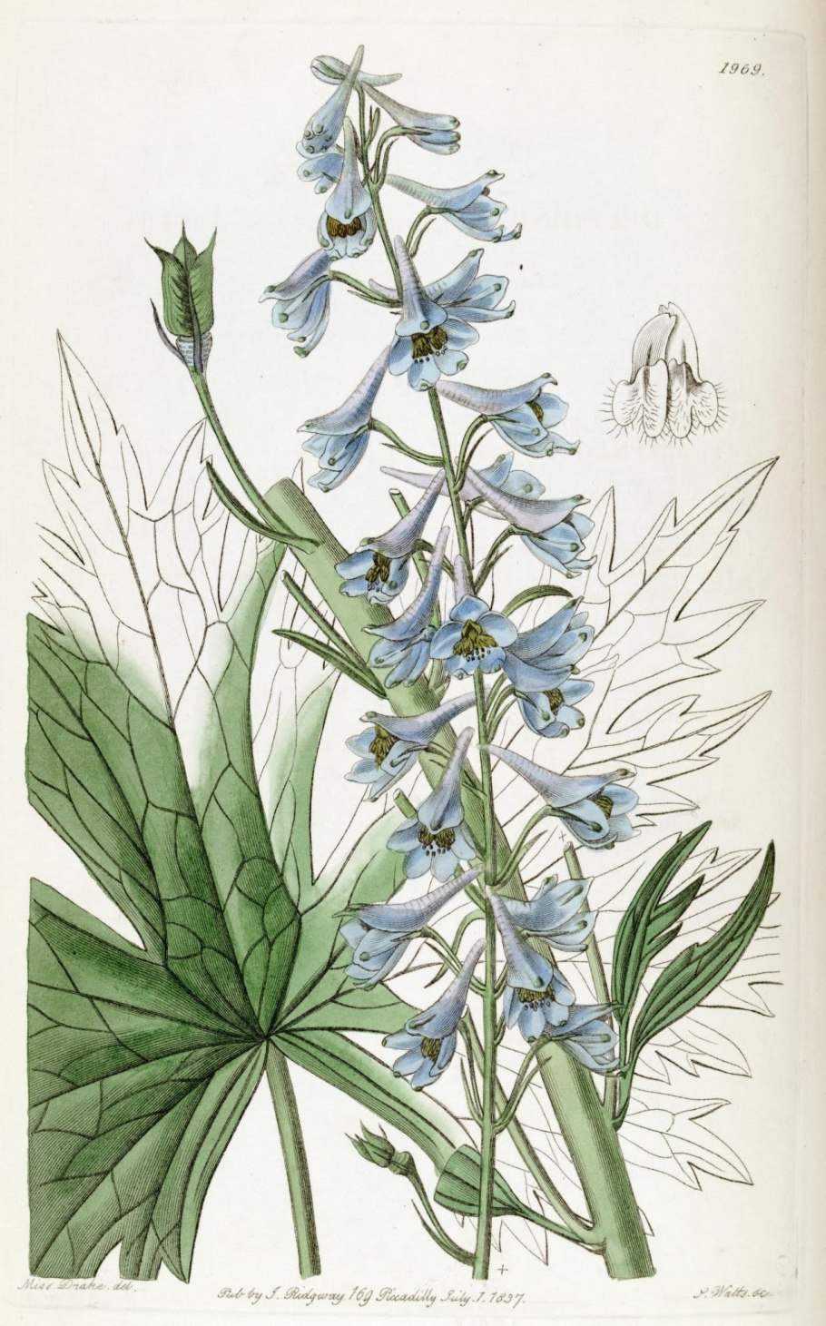 Дельфиниум культурный Галахад