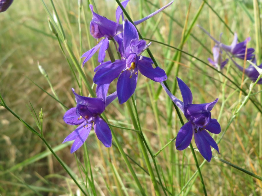 Живокость Колымская