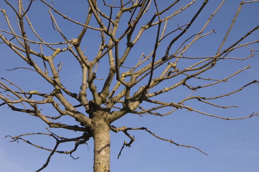 Первый снег