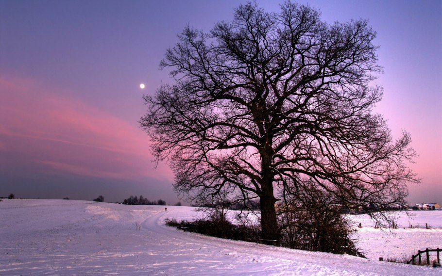 Платан Восточный зимой